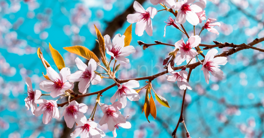 桜と青空