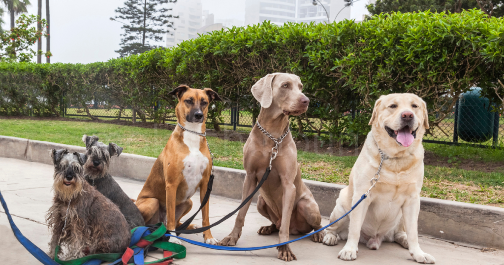 4匹の犬