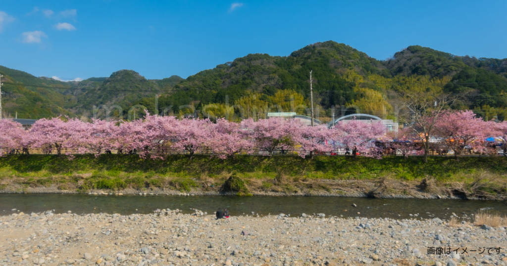 河土手の桜