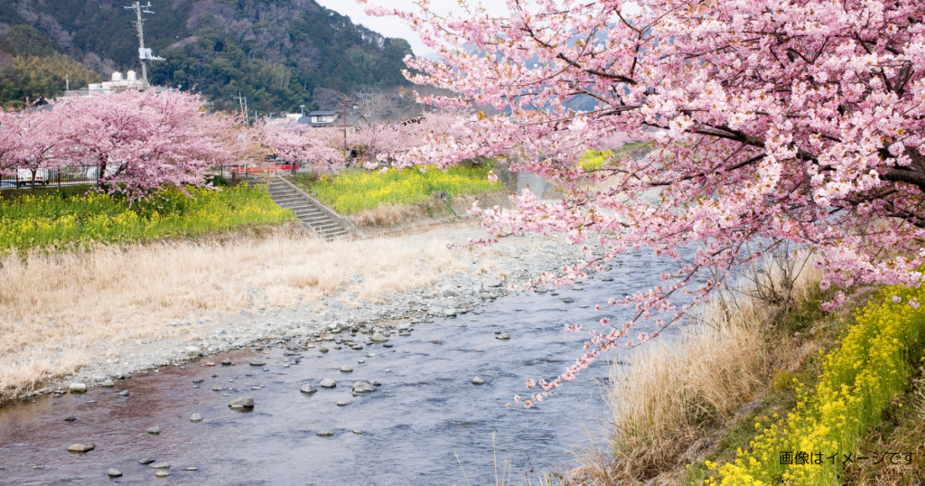 河土手の桜と菜の花