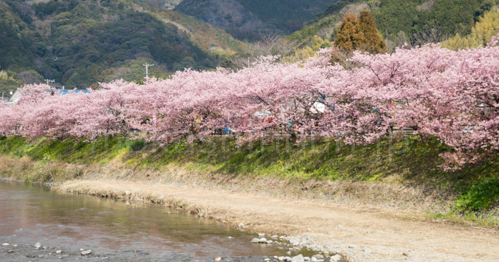 川沿いの桜